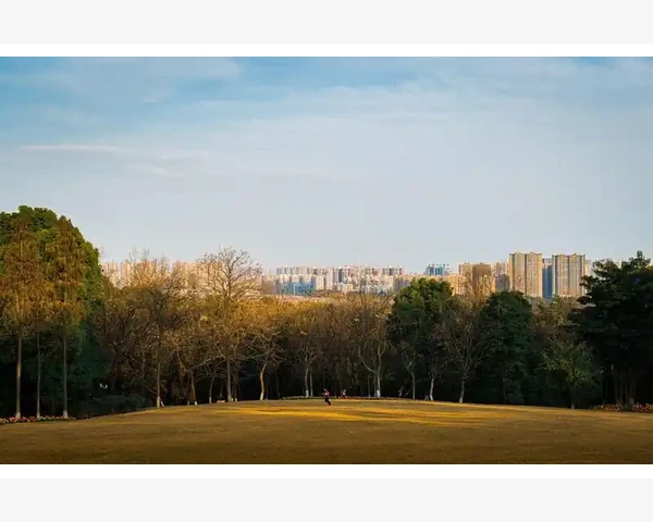 生姜的神奇功效：驱寒止咳的有效良药